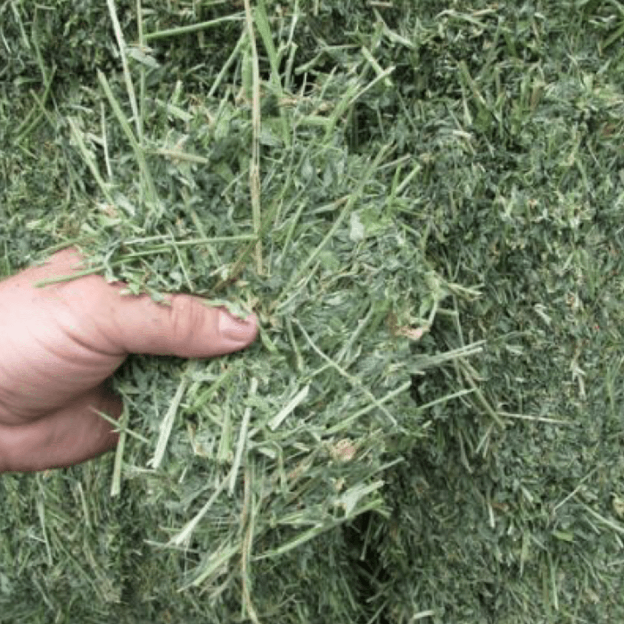 alfalfa-square-bales-for-sale